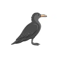 Petrel | Arctic Birds Names