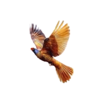 Pheas | Game Birds Names