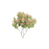 Pieris | Flowering Shrubs Names