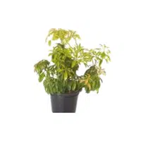 Pieris | Shrub Plants Names