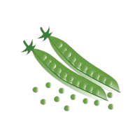 Pigeon | Seed Vegetables Names