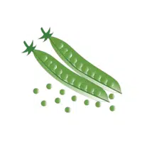 Pigeon | Seed Vegetables Names