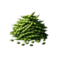 Pigeon | Pod Vegetables Names