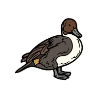 Pintail | Arctic Birds Names