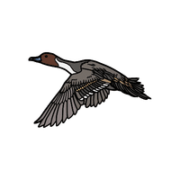 Pintail | Migratory Birds Names