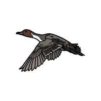 Pintail | Migratory Birds Names