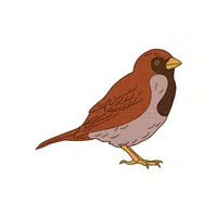 Pipit