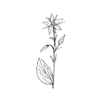 Plectranthus | Tuber Vegetables Names