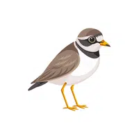 Plover | Arctic Birds Names