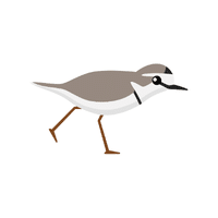 Plover | Migratory Birds Names
