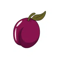 Plum | Mountain Fruits Names