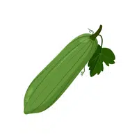 Pointedgourd | Seed Vegetables Names