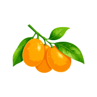 Kumquat | Spring Fruits Names
