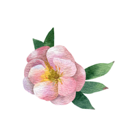 Potentilla | Flowering Shrubs Names