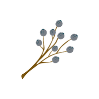 Privet | Flowering Shrubs Names