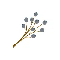 Privet | Shrub Plants Names