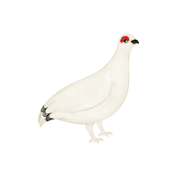 Ptarm | Game Birds Names