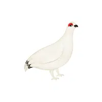 Ptarmigan | Arctic Birds Names