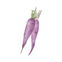 Purplecarrot | Root Vegetables Names