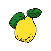 Quince | Spring Fruits Names
