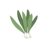 Ramp | Root Vegetables Names