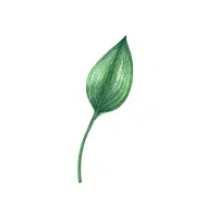 Ramson | Bulb Vegetables Names
