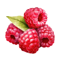 Raspberry | Autumn Fruits Names