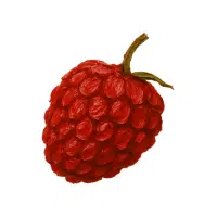 Raspberry | Mountain Fruits Names
