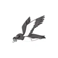 Razorbill | Arctic Birds Names