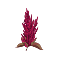 Red Amaranth