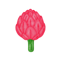Red Artichoke