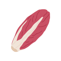 Red Chicory