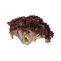 Red Endive | Red Vegetables Names
