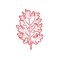 Red Kale | Red Vegetables Names