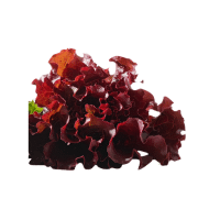 Red Lettuce | Red Vegetables Names