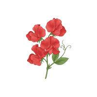 Red Pea | Red Vegetables Names