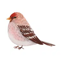 Redpoll | Arctic Birds Names