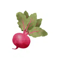 Redradish | Root Vegetables Names