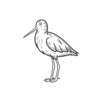 Redshank | Arctic Birds Names