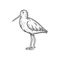 Redshank | Migratory Birds Names