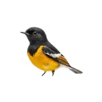 Redstart