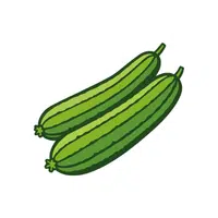 Ridgegourd | Seed Vegetables Names