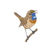 Robin