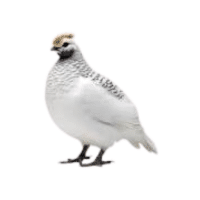 Rockp | Game Birds Names