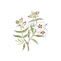 Rockrose | Flowering Shrubs Names
