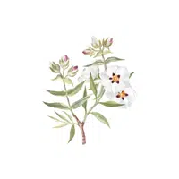 Rockrose | Shrub Plants Names