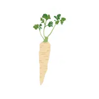 Root Parsley | Tuber Vegetables Names
