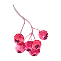 Rowan | Autumn Fruits Names