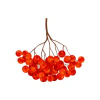 Rowan | Mountain Fruits Names