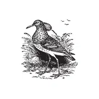 Ruff | Arctic Birds Names